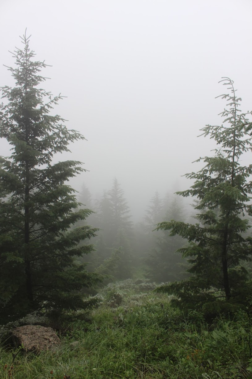 Foggy hike