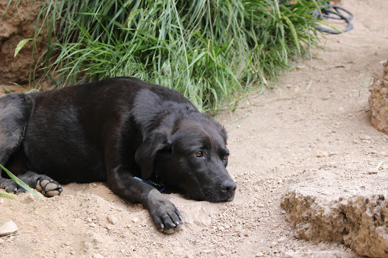 Cinnamon resting and watching