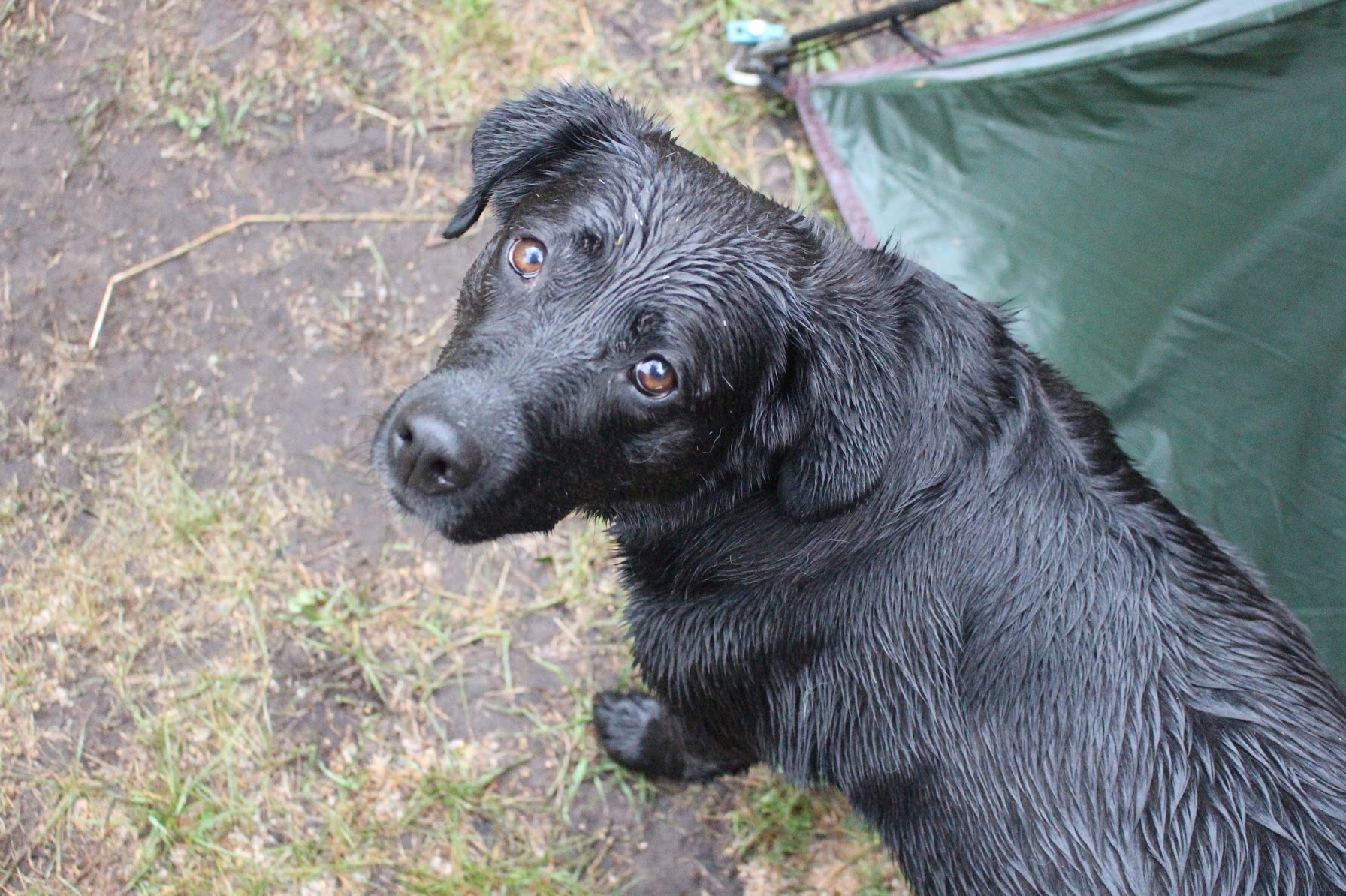 Soaked Cinnamon Pup