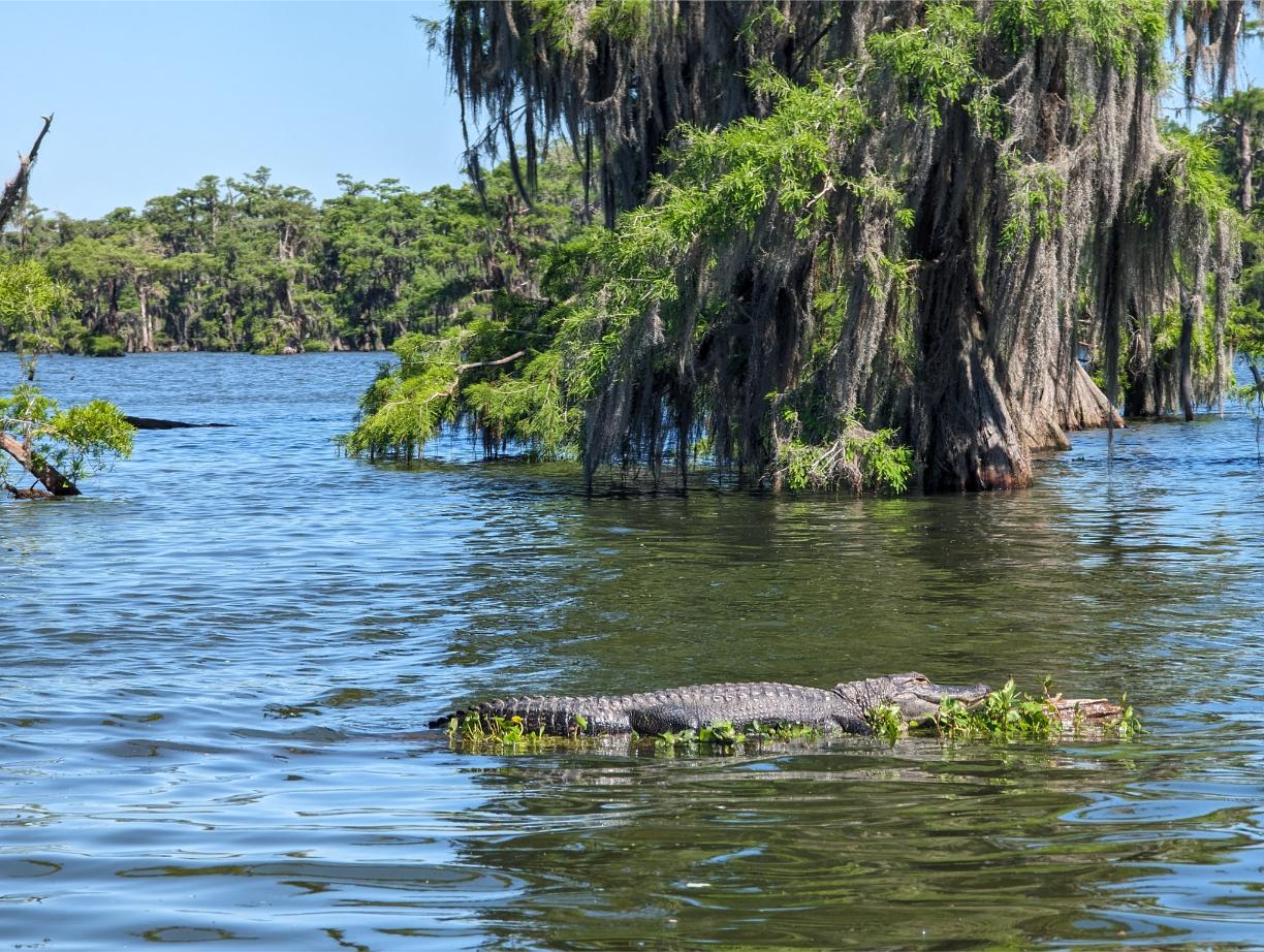 Alligator